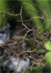 macrolichen - Alectoria nidulifera