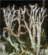Macrolichen Cladonia crispata