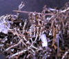 Macrolichen - Cladonia verticillata