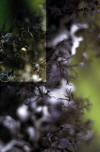 Cornicularia californica - Kaernefeltia californica