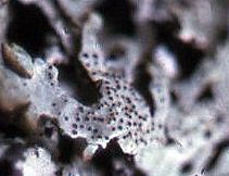 Dorsal Surface Cavernularia lophyrea 