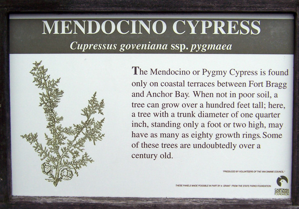Pygmy Forest Cypress Mendocino Co. California