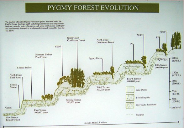 Pygmy Forests Mendocino Co. California